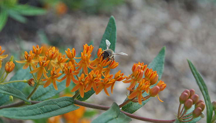 orange milkweed