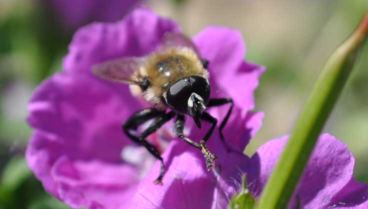 hoverfly