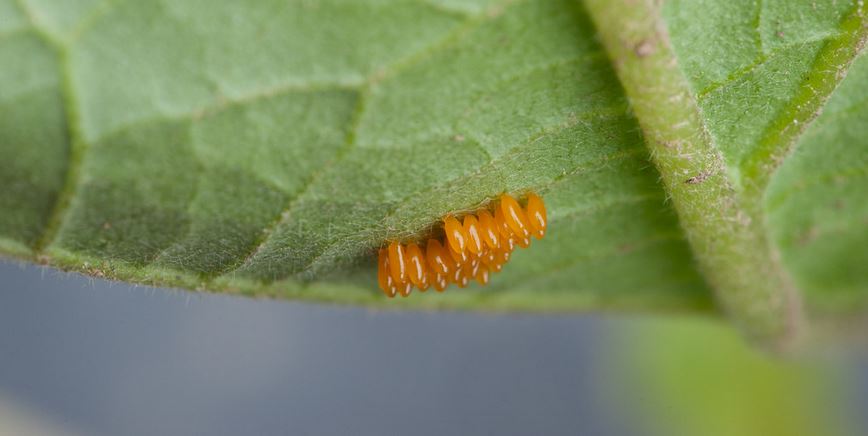 Colorado potato beetle