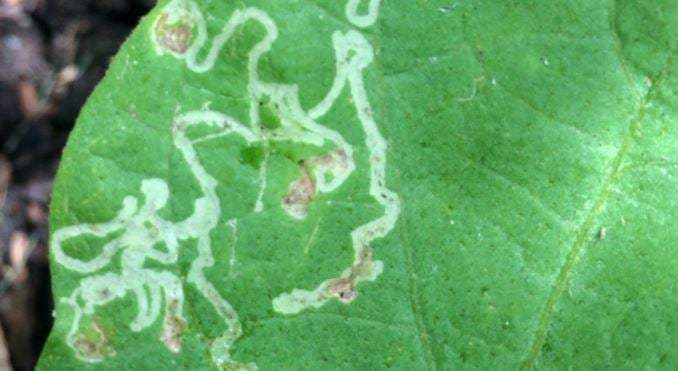 leafminer larvae tunnels on an eggplant leaf 