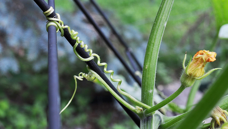 cucumber or squash vine