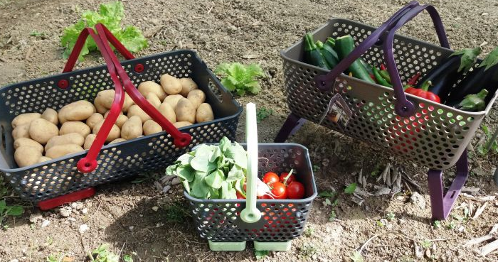 vegetables in modern garden hods