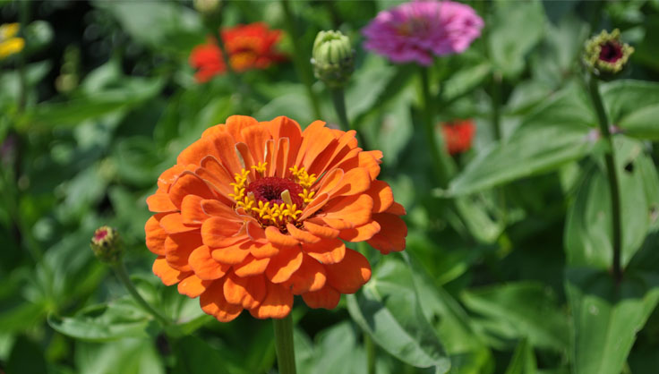 orange zinnias