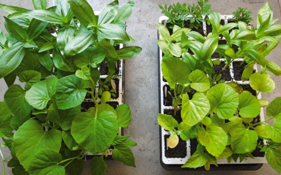 seedling trays showing the difference in growth with and without fertilizer