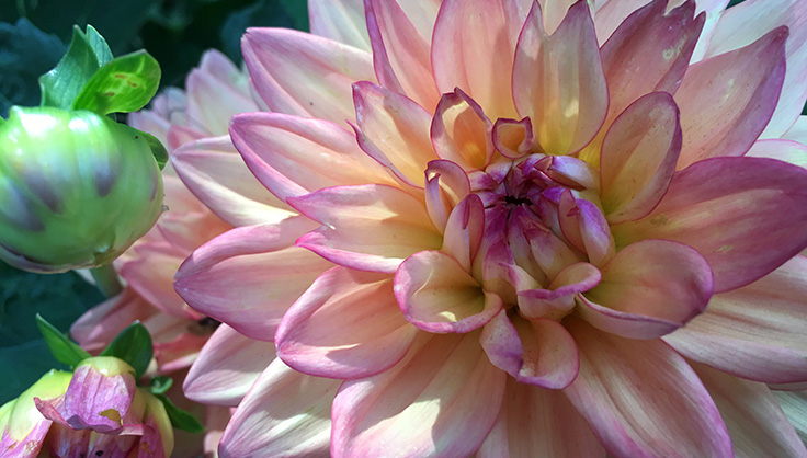 Dahlia