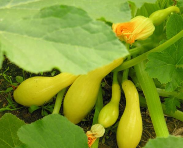 summer squash growing in the garden 