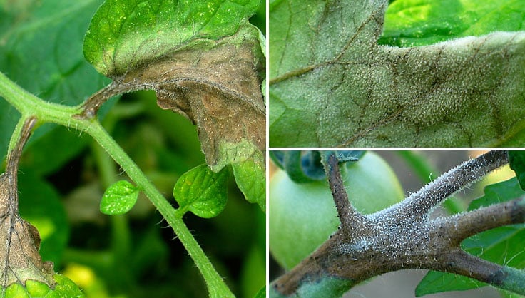 late blight on tomato 