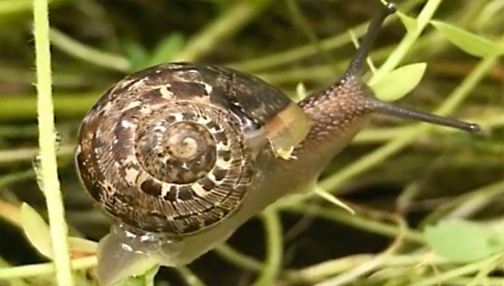 snail in grass