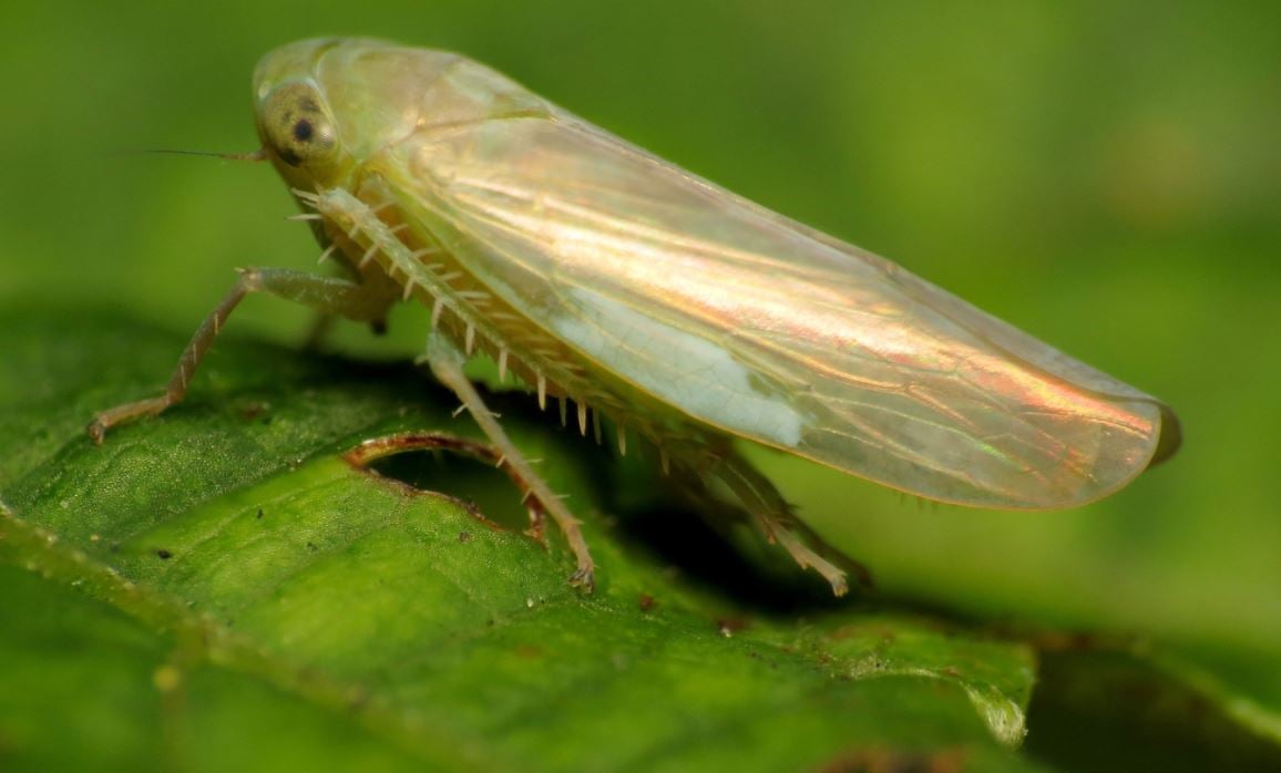 leafhopper