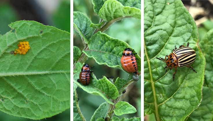 Colorado potato beetle eggs, larvae and adult