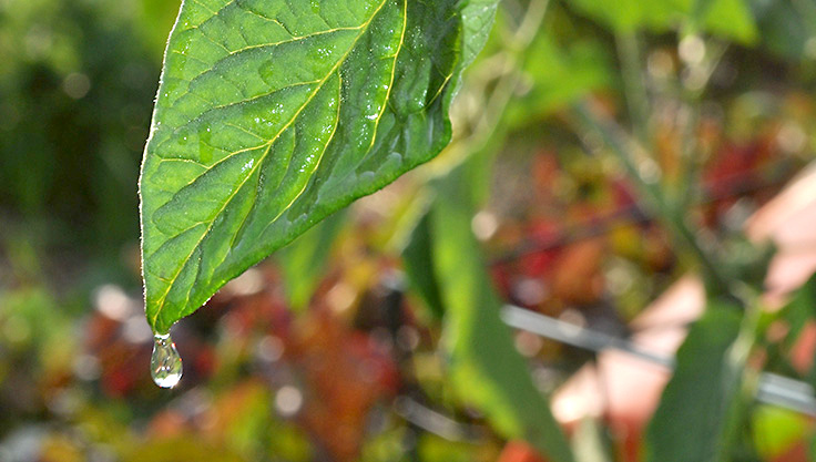 Water droplet