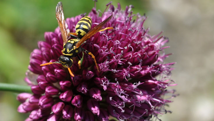 European paper wasp