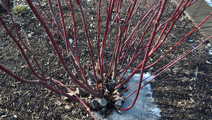 Red-twig dogwood