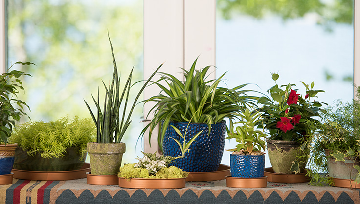 Houseplants in window