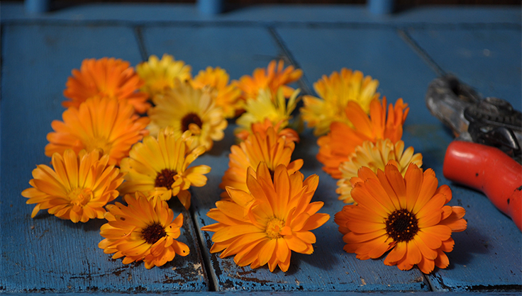 freshly harvested calendula flowers