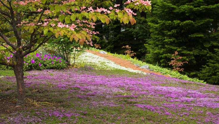 Purple wildflowers in a Yard