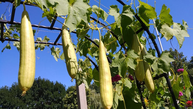 Loofah growing on an arch