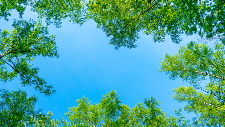  Looking through trees up to a blue sky